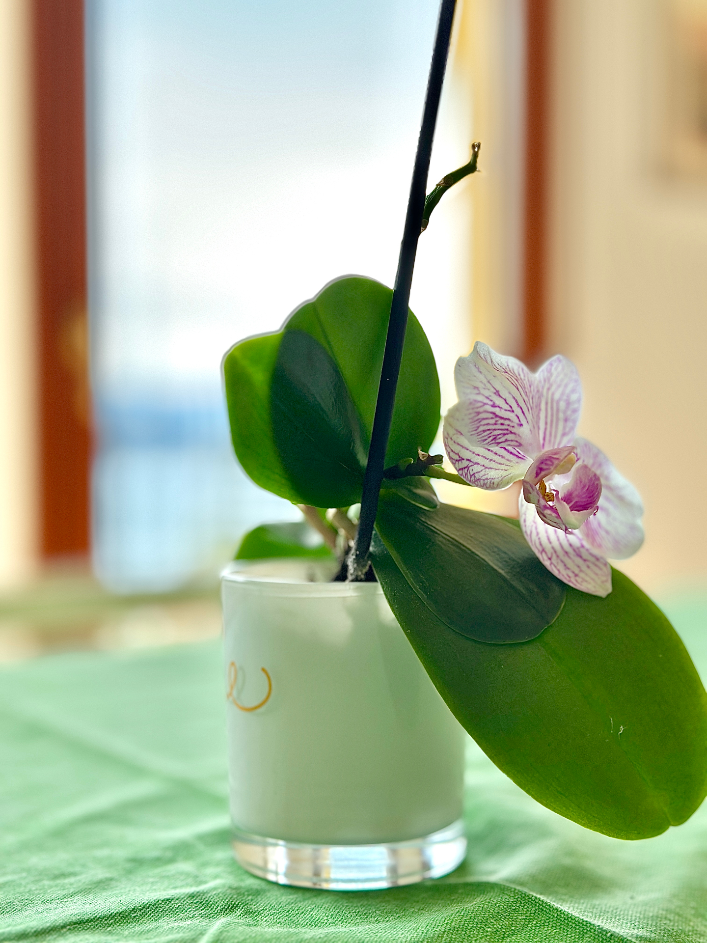 Dettaglio di un'orchidea all'interno di Casa Aria